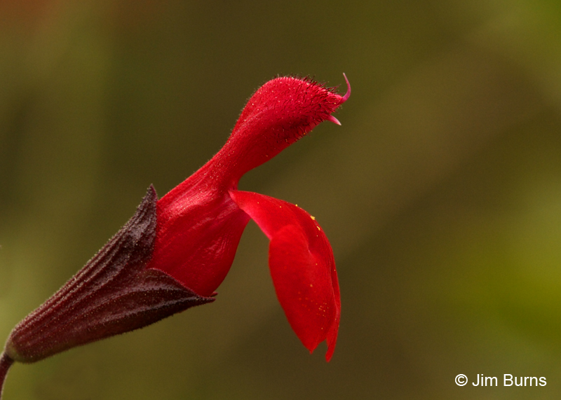 Autumn Sage. Arizona
