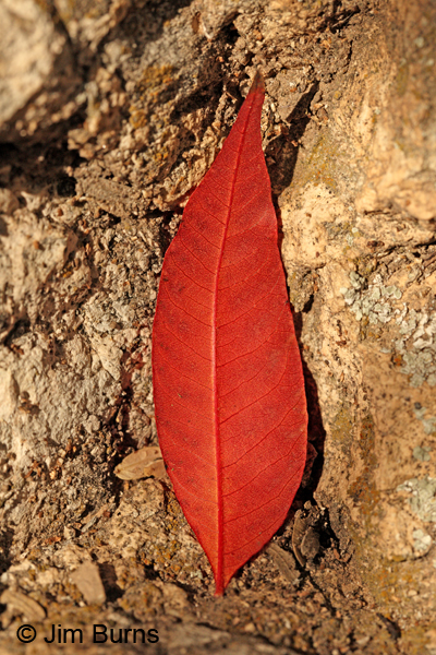 Autumn Sumac On Rock, Arizona