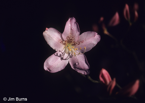 Azalea, Washington