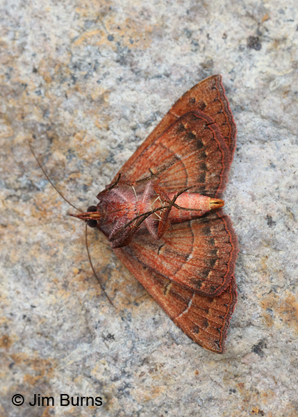 Azeta schausi underwing, Arizona