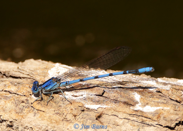 Aztec Dancer male, Pinal Co., AZ, March 2021--0430