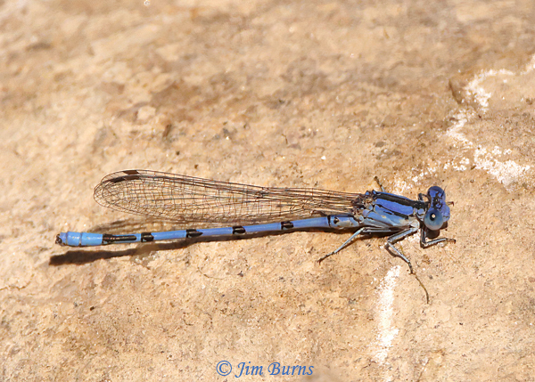 Aztec Dancer male, Pinal Co., AZ, March 2021--0440