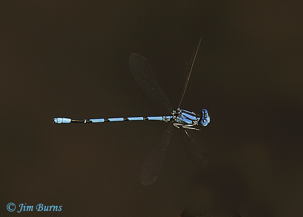 Aztec Dancer male in flight, Pinal Co., AZ, October 2019--6156