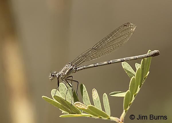 Aztec Dancer female, Maricopa Co., AZ, May 2014