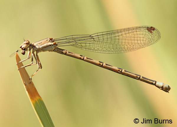 Aztec Dancer female with small fly, Maricopa Co., AZ, April 2012