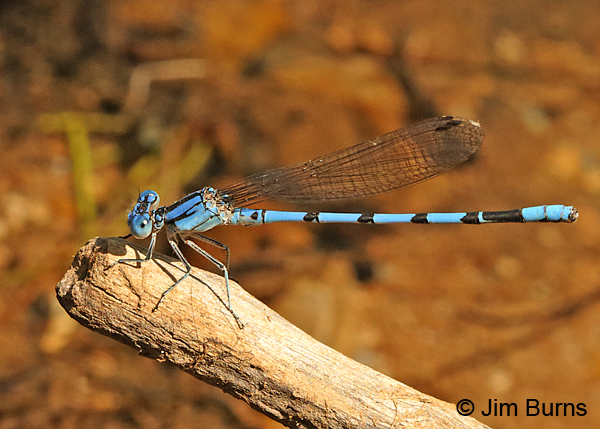  <div class="onecolumnbox"><img src="../media/Springwater-Dancer-blue-ma2.jpg" width="600" height="429" alt="Springwater Dancer blue male, Sharp Co., AR, June 2016" /></div>