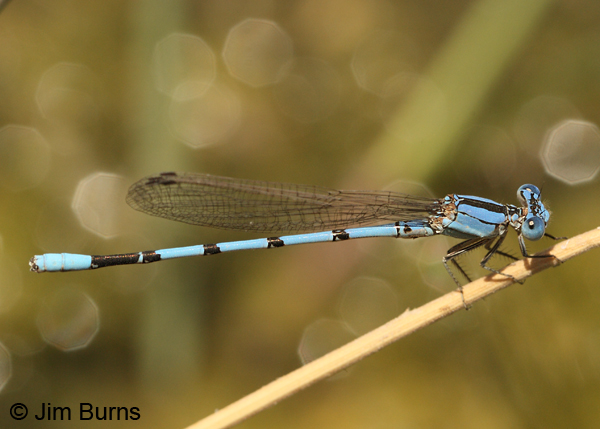 Aztec Dancer male, Gila Co., AZ, June 2012