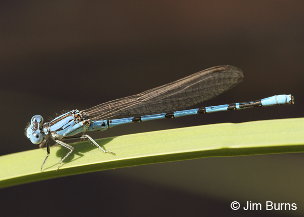 Aztec Dancer male, Maricopa Co., AZ, April 2012