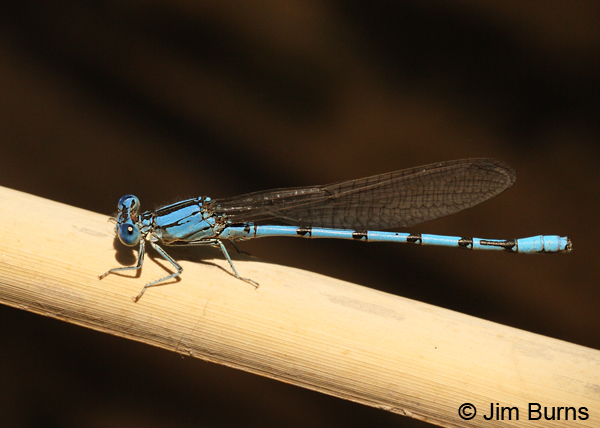 Aztec Dancer male, Maricopa Co., AZ, April 2013