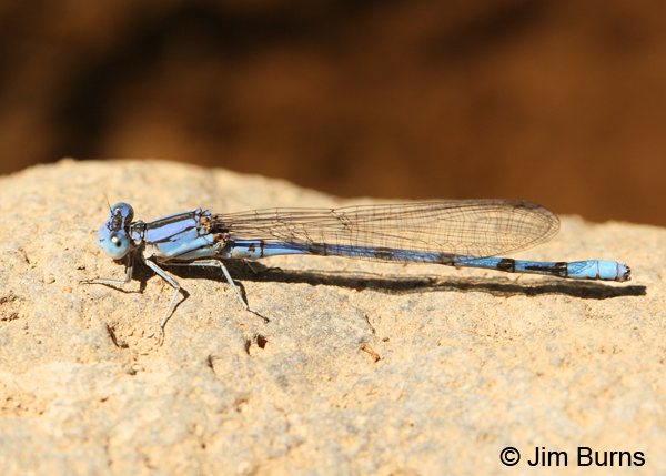 Aztec Dancer male, Maricopa Co., AZ, March 2012