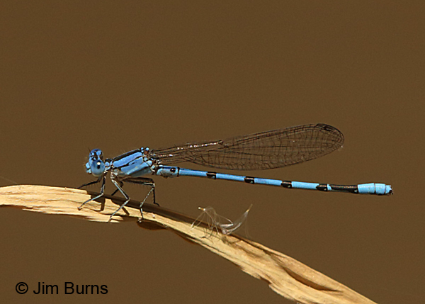 Aztec Dancer male, Pinal Co., AZ, April 2017