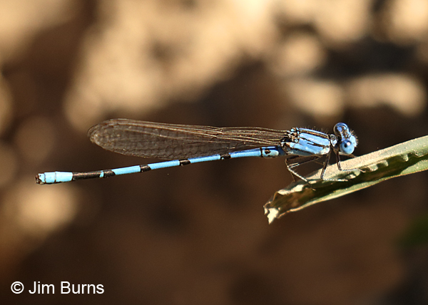 Aztec Dancer male, Pinal Co., AZ, October 2017