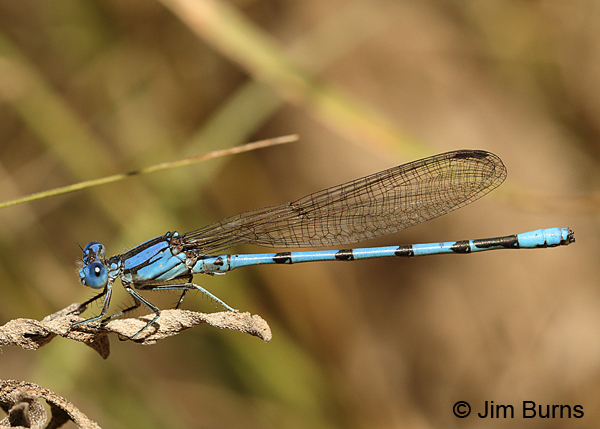 Aztec Dancer male, Santa Cruz Co., AZ, October 2014