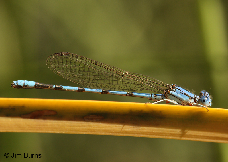 Aztec Dancer male, Maricopa Co., AZ, October 2011
