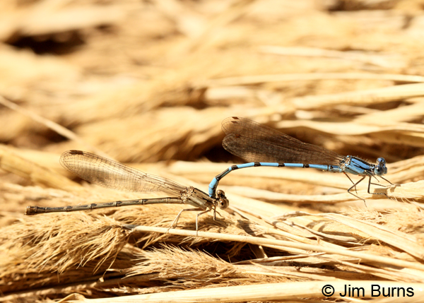 Aztec Dancer pair in tandem, Maricopa Co., AZ, October 2011