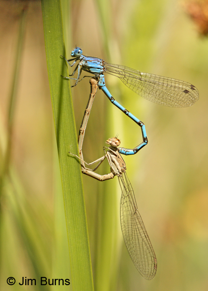 Aztec Dancer pair in wheel, Maricopa Co., AZ, April 2012