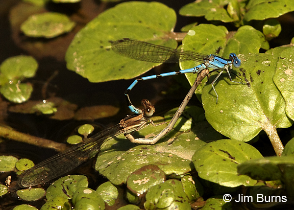 Aztec Dancer pair in wheel, Maricopa Co., AZ, September 2017