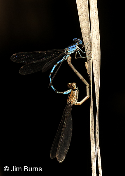 Aztec Dancer pair in wheel, Maricopa Co., AZ, October 2017