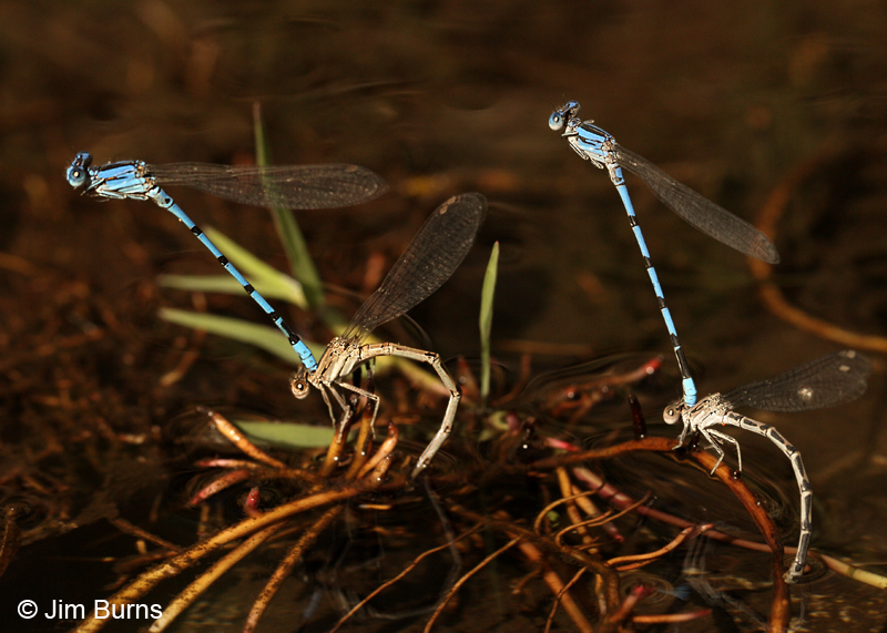 Aztec Dancers in tandem females ovipositing, Maricopa Co., AZ, October 2011