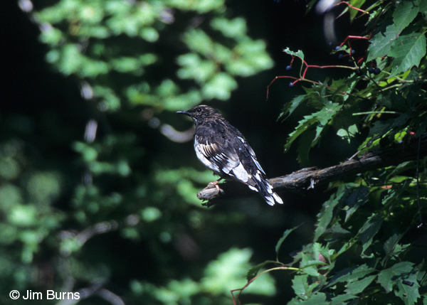 Aztec Thrush male