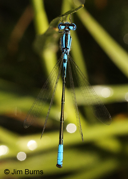 Azure Bluet male dorsal view, Washington Co., ME, July 2014