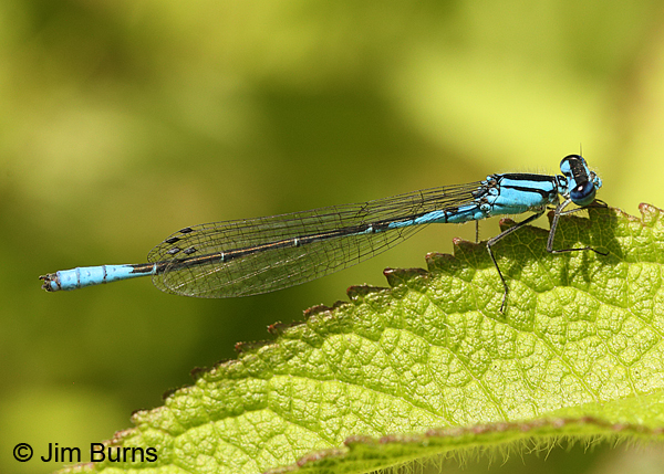 Azure Bluet male, Centre Co., PA, June 2015