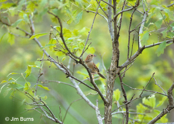 Bachman's Sparrow