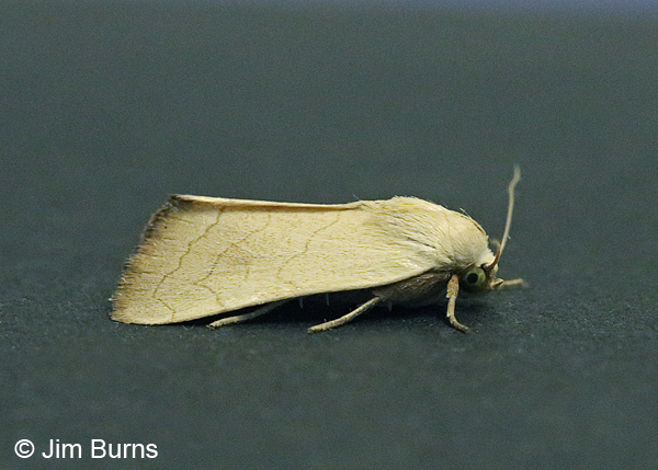 Bagisara buxea, Arizona