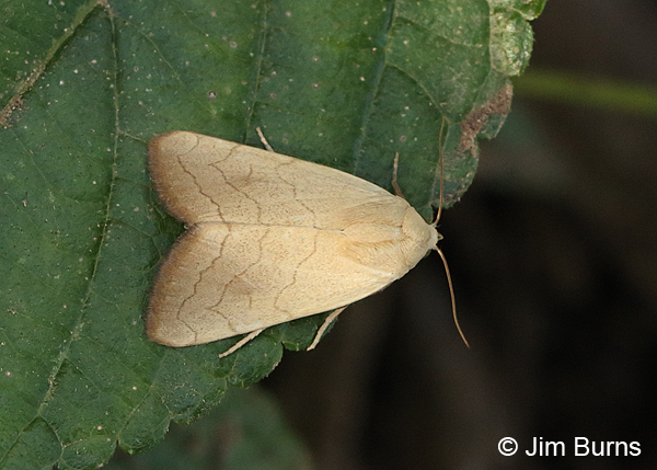 Bagisara buxea dorsal view, Arizona