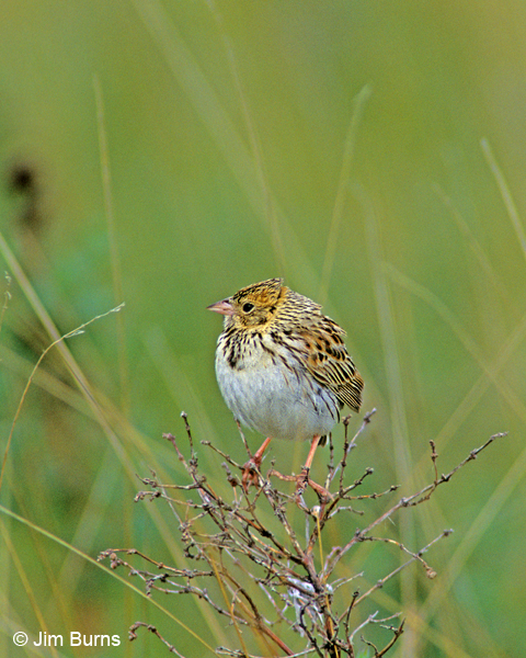 Baird's Sparrow ventral view