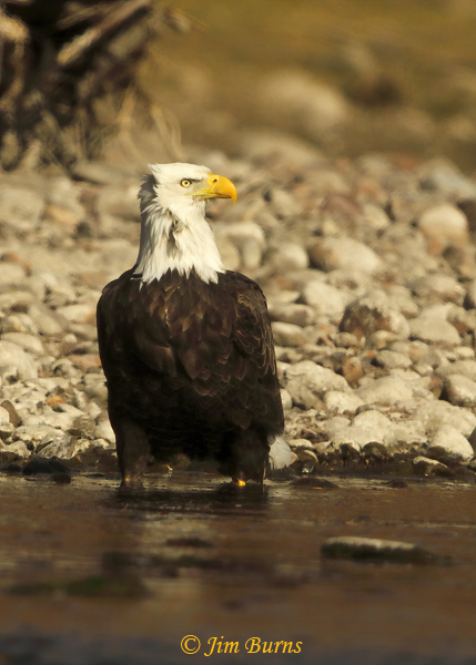 Bald Eagle cooling off--0869