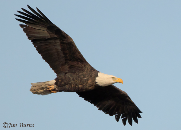 Bald Eagle eye level flight--1494