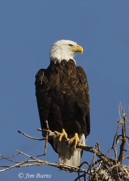Bald Eagle loafing--2240
