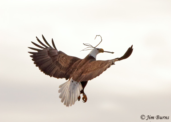 Bald Eagle with nesting material #2--3749--2