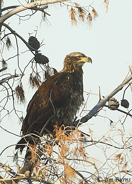 Bald Eagle immature (Basic III)--7725