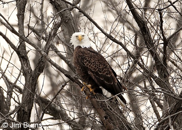 Bald Eagle adult in tree