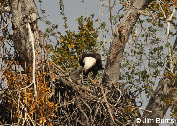 Bald Eagle female and hatchlings in nest