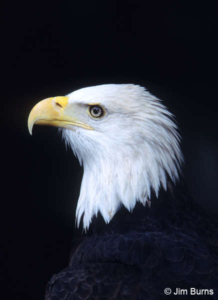 Bald Eagle head shot