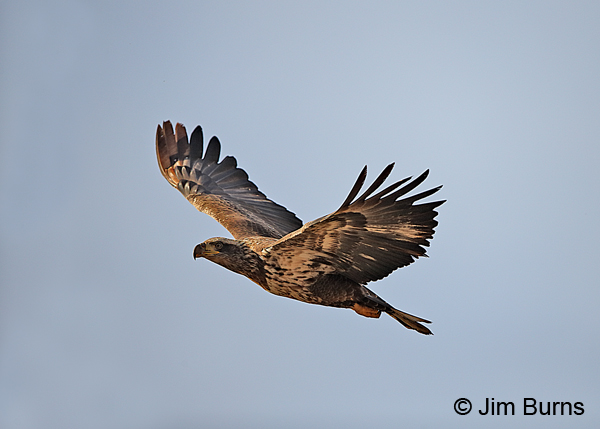 Bald Eagle immature (Basic I) showing light wing panels