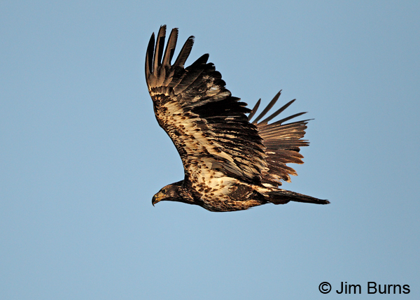 Bald Eagle immature (basic 4)