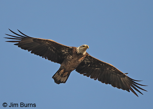 Bald Eagle immature (Basic IV-Transition)