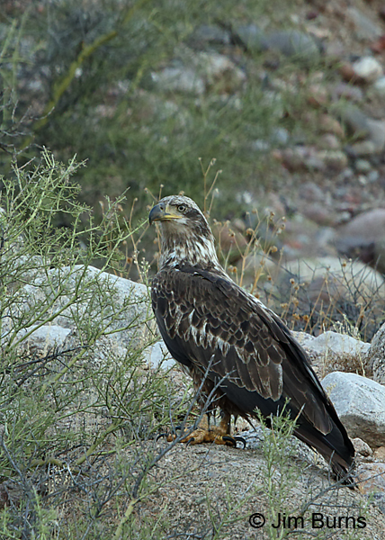 Bald Eagle immature (Basic III)