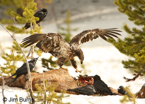 Bald Eagle immature (Basic II) on Elk carcass #2