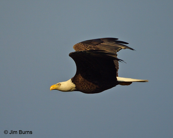Bald Eagle in flight