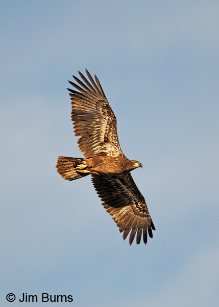 Bald Eagle juvenile
