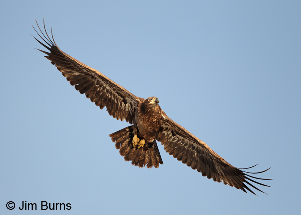 Bald Eagle juvenile ventral view