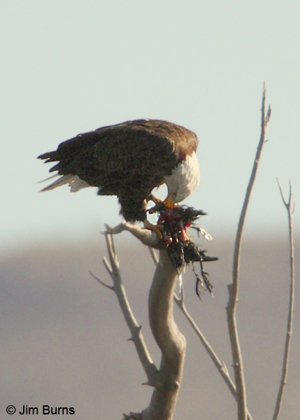 Bald Eagle plucking two(!) American Coots