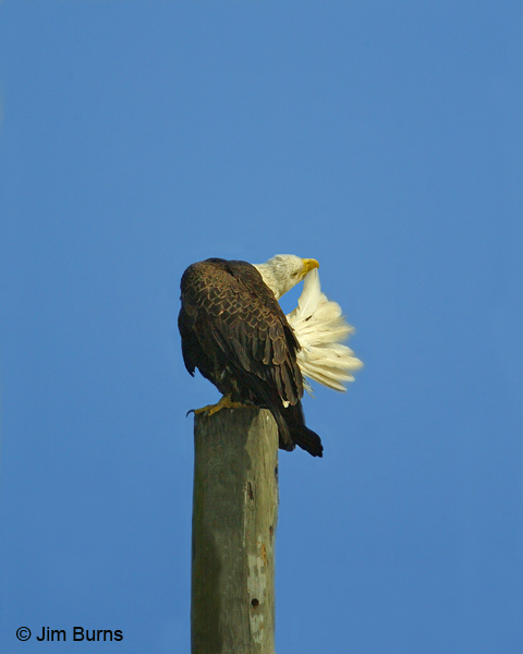 Bald Eagle preening tail