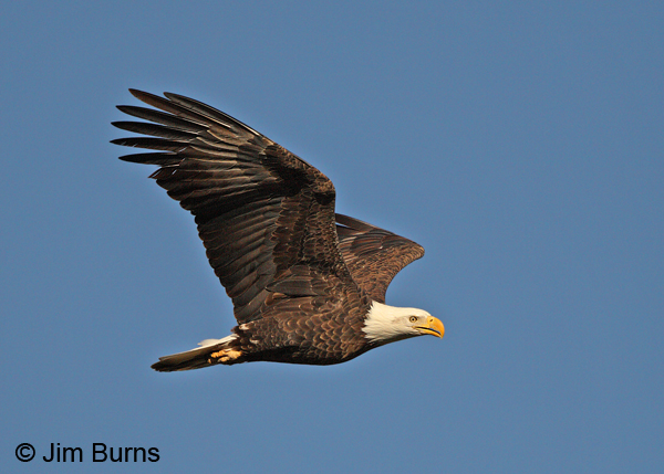 Bald Eagle sunrise on the Salt