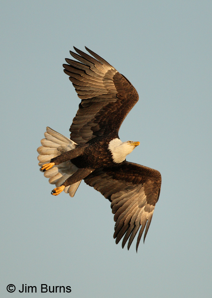 Bald Eagle ventral sun